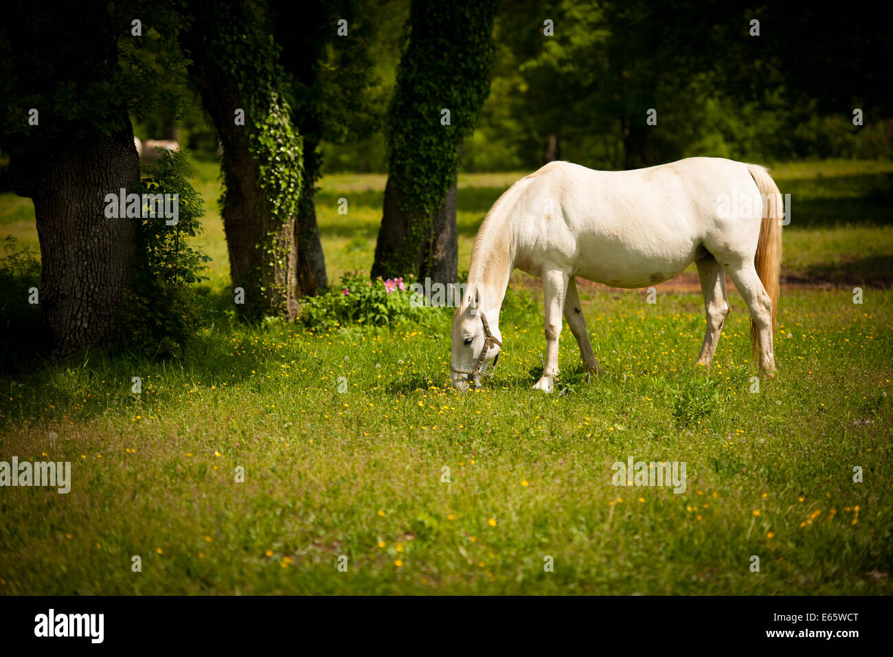 Jeune cheval blanc Lipizaner au pâturage au printemps Banque D'Images