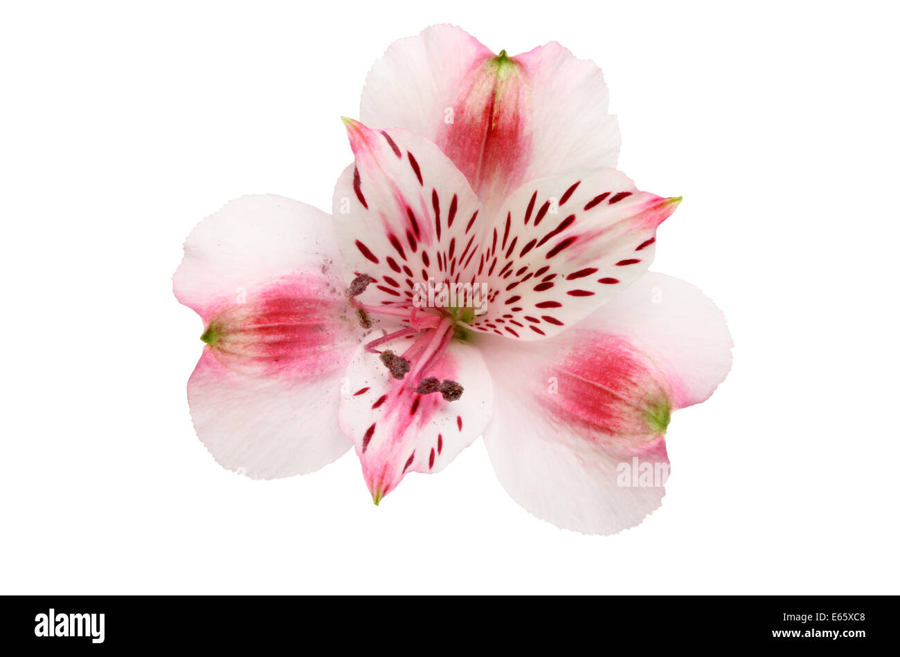 Libre de l'Alstroemeria, péruviennes, lily flower isolated on white Banque D'Images