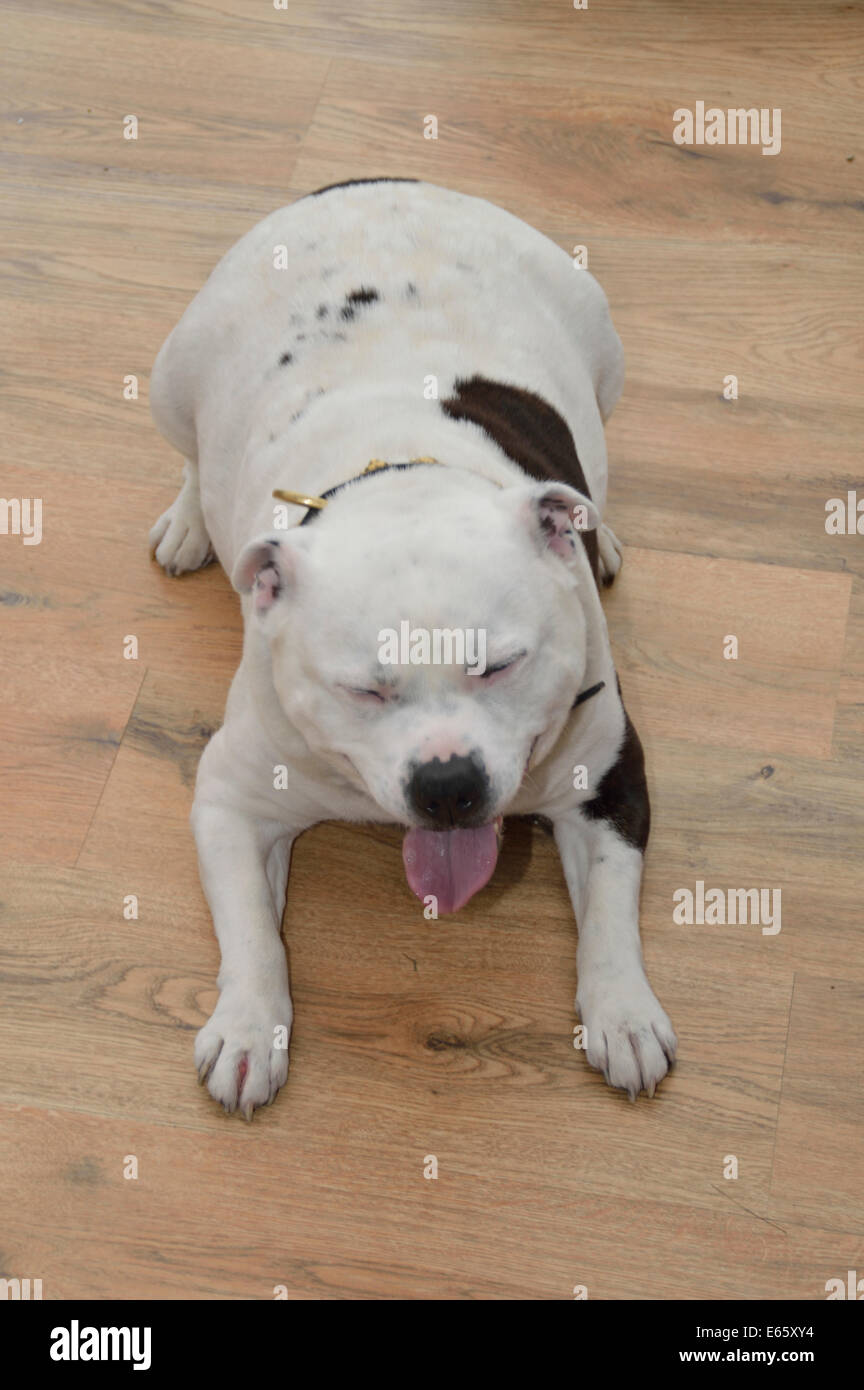 Staffordshire Bull Terrier en attente d'un traitement Banque D'Images