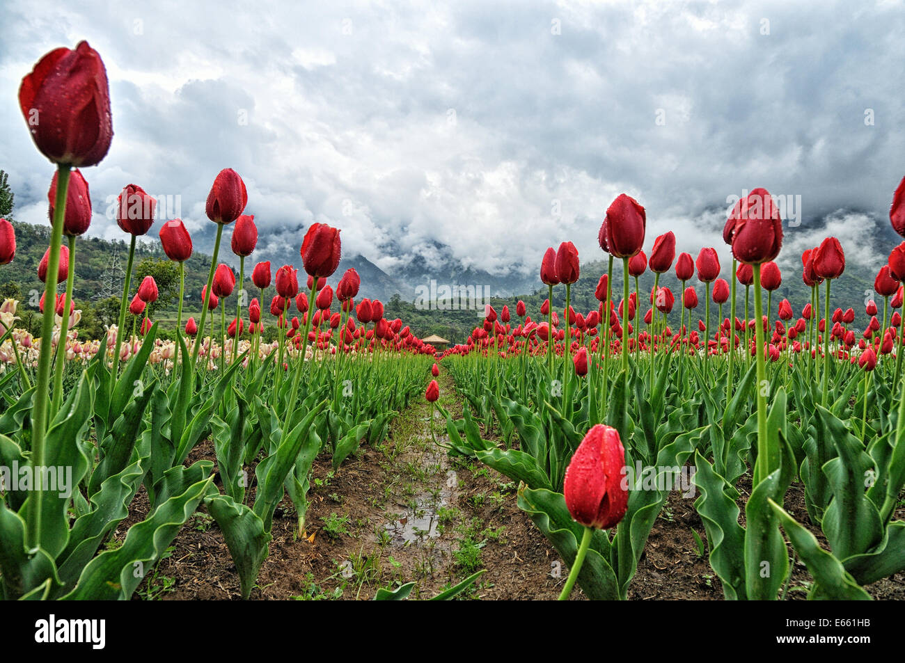 Indira Gandhi Memorial Tulip Garden Banque D'Images