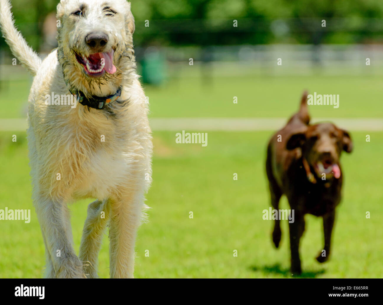 Labrador retriever chocolat et d'un iw jouant dans un parc Banque D'Images