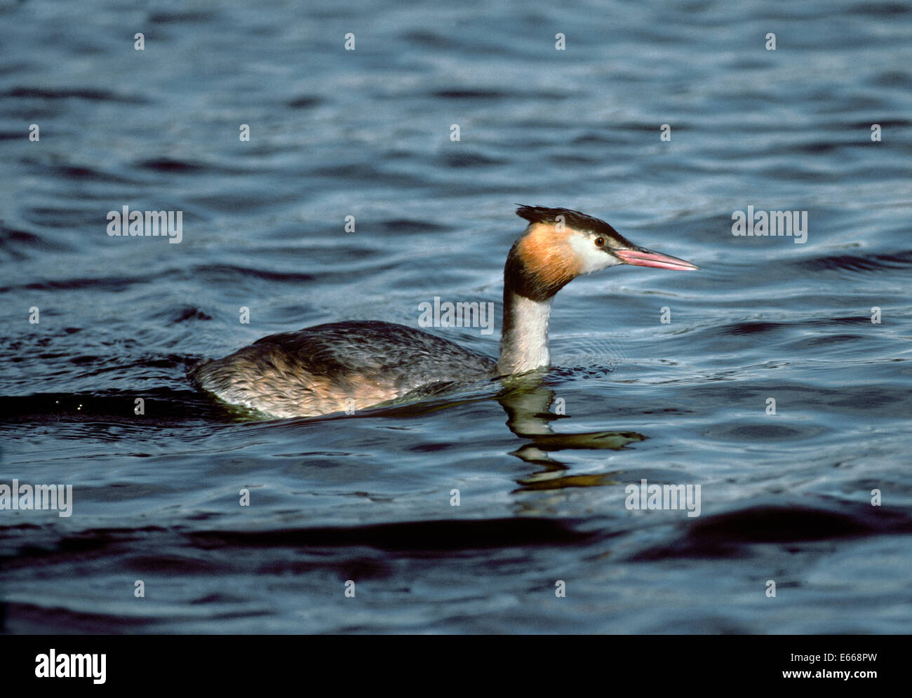 Grèbe huppé - Podiceps cristatus - été Banque D'Images