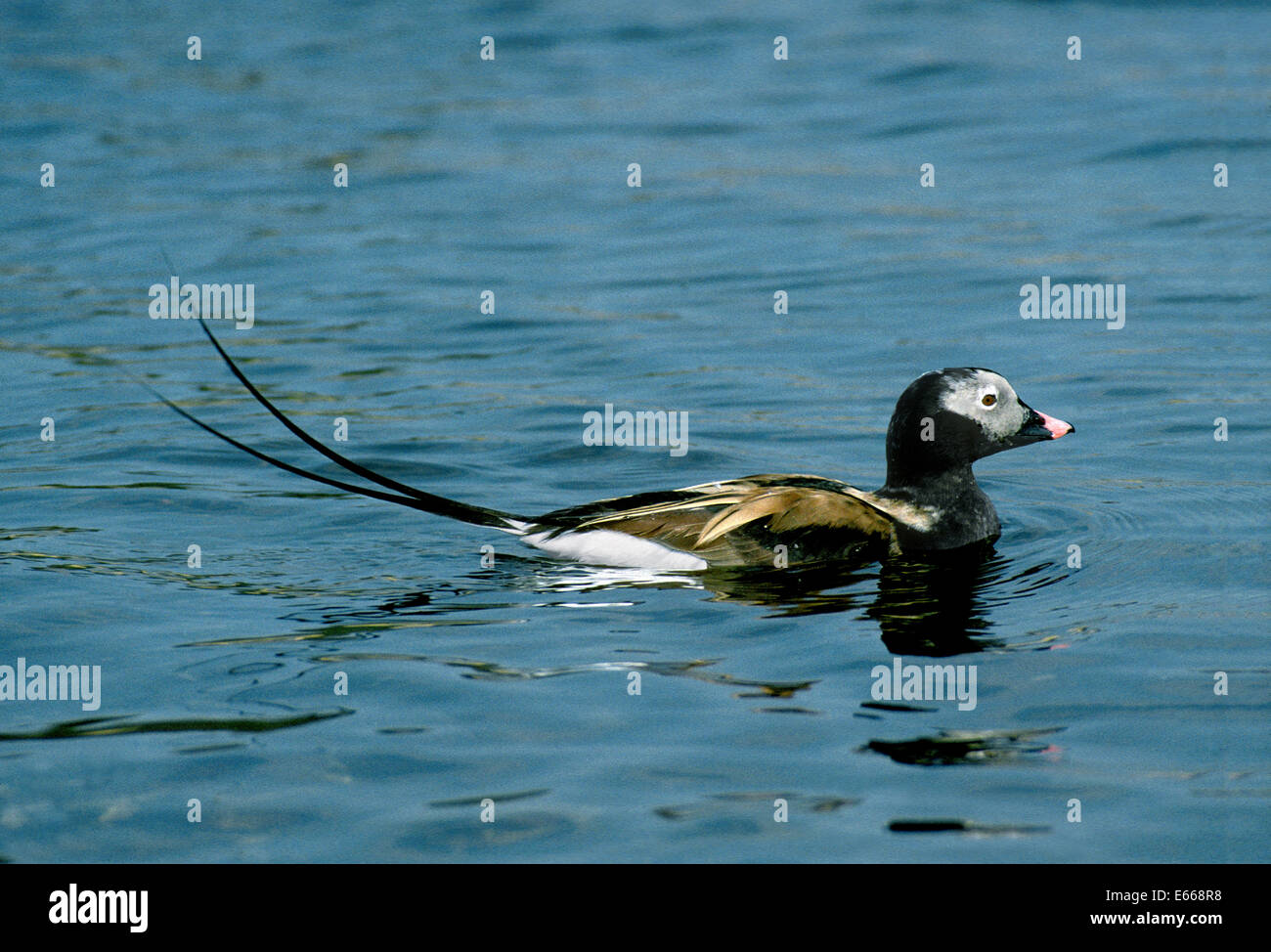 Canard à longue queue - Clangula hyemalis - mâle Banque D'Images
