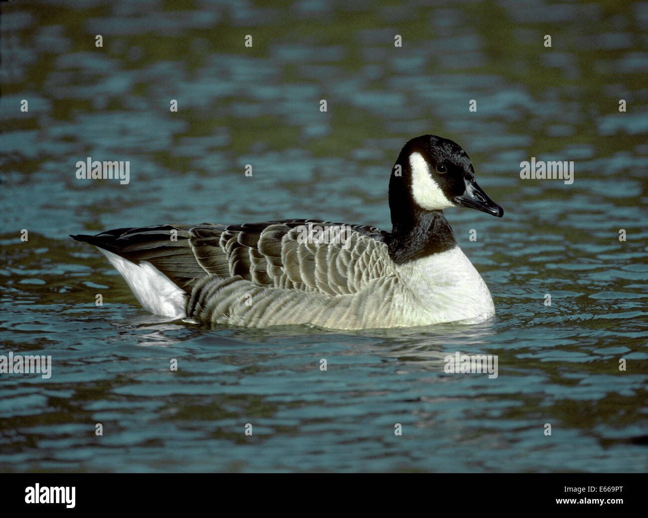 Bernache du Canada - Branta canadensis Banque D'Images