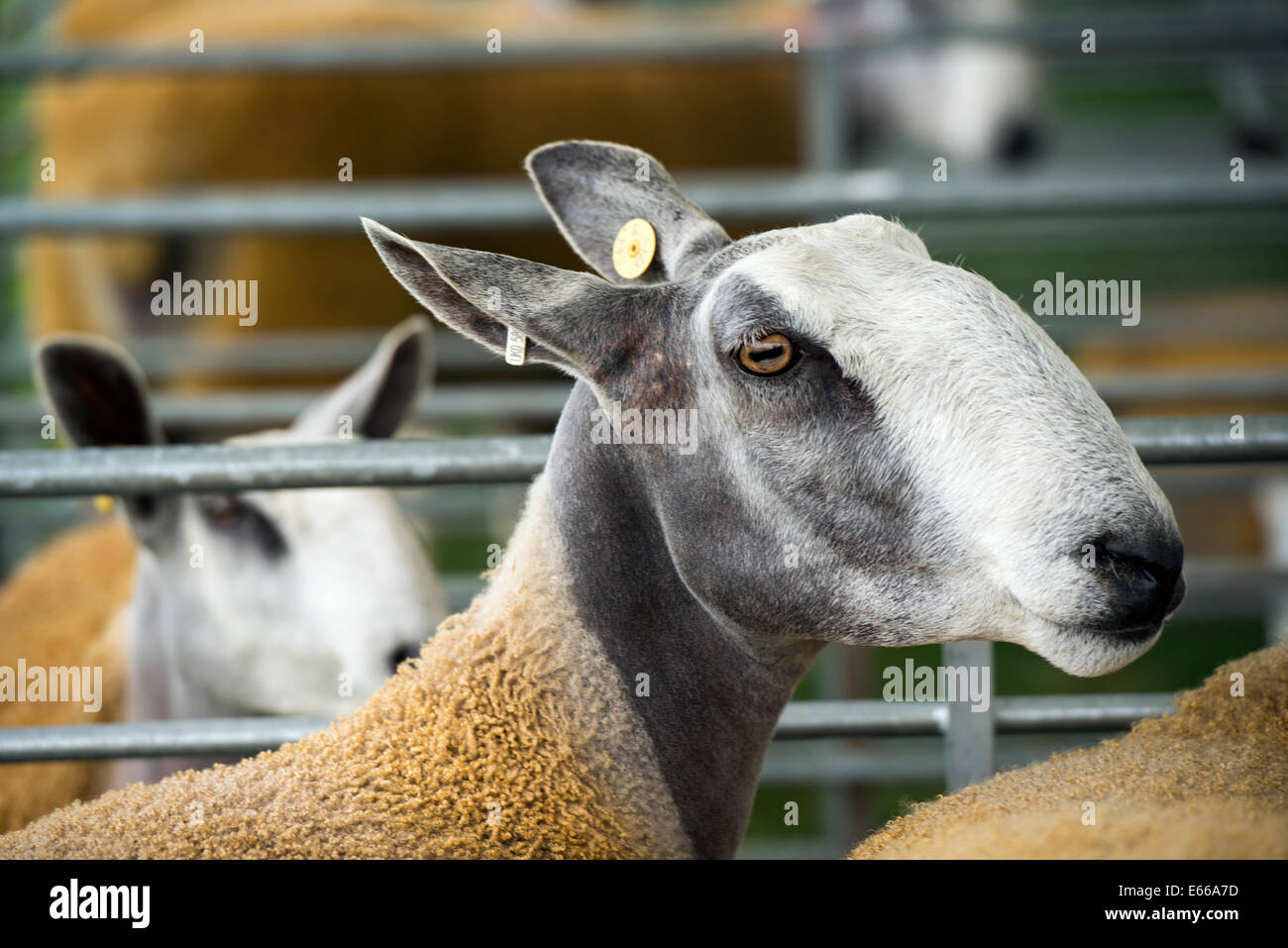 Bluefaced Leicester Moutons Banque D'Images