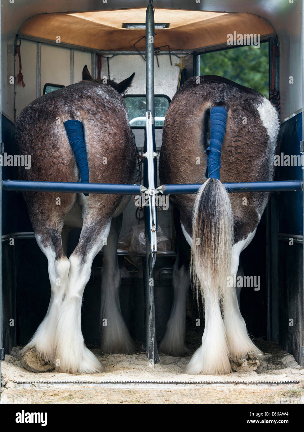 Deux chevaux Clydesdale dans une remorque pour cheval à Perth Show 2014, Perthshire, en Écosse. Banque D'Images