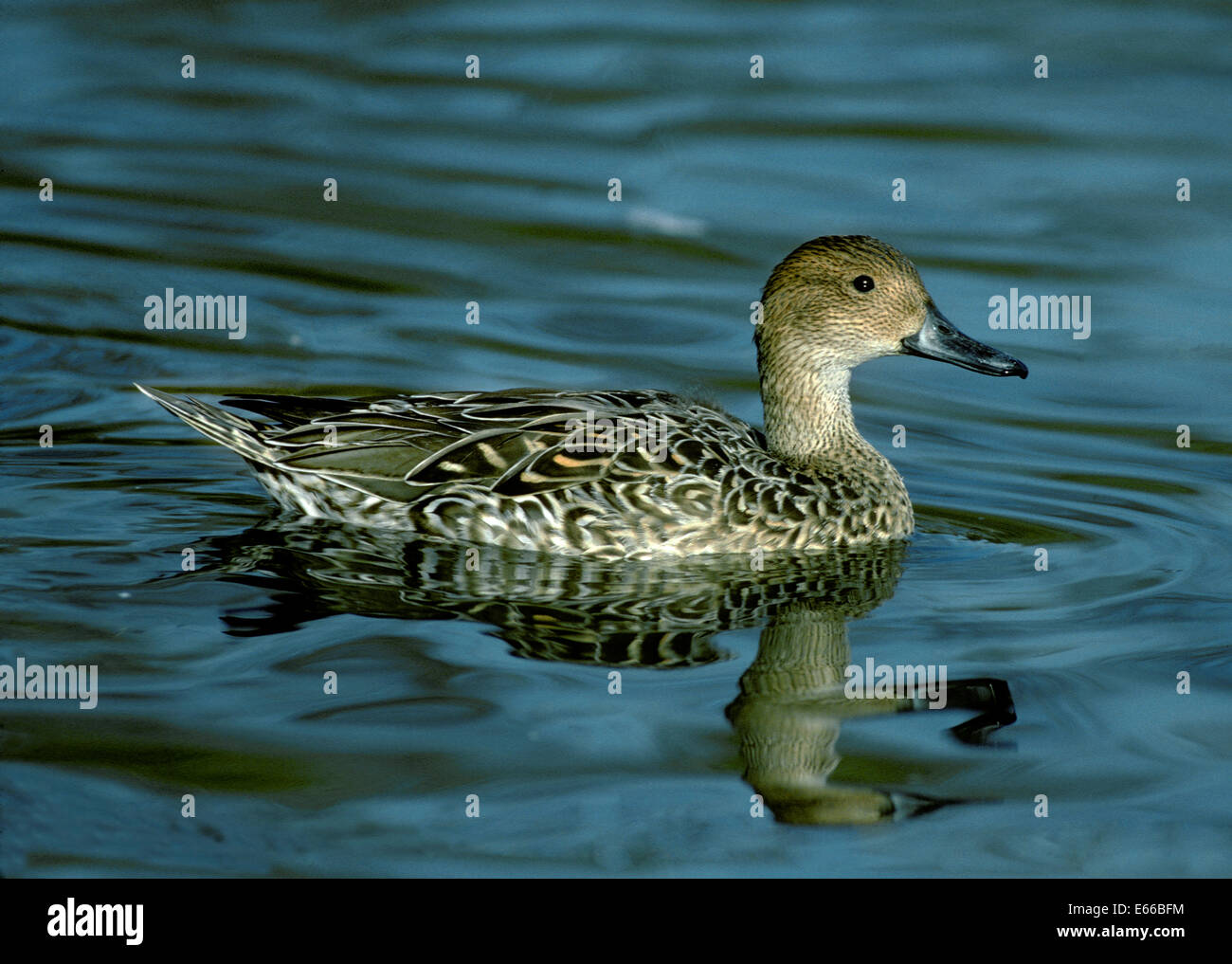 Canard pilet - Anas acuta - femelle Banque D'Images