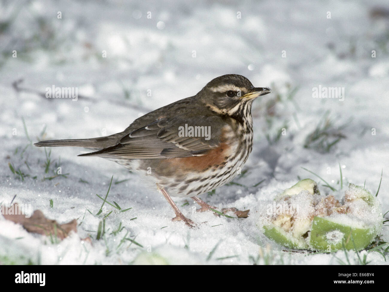 Redwing - Turdus iliacus Banque D'Images