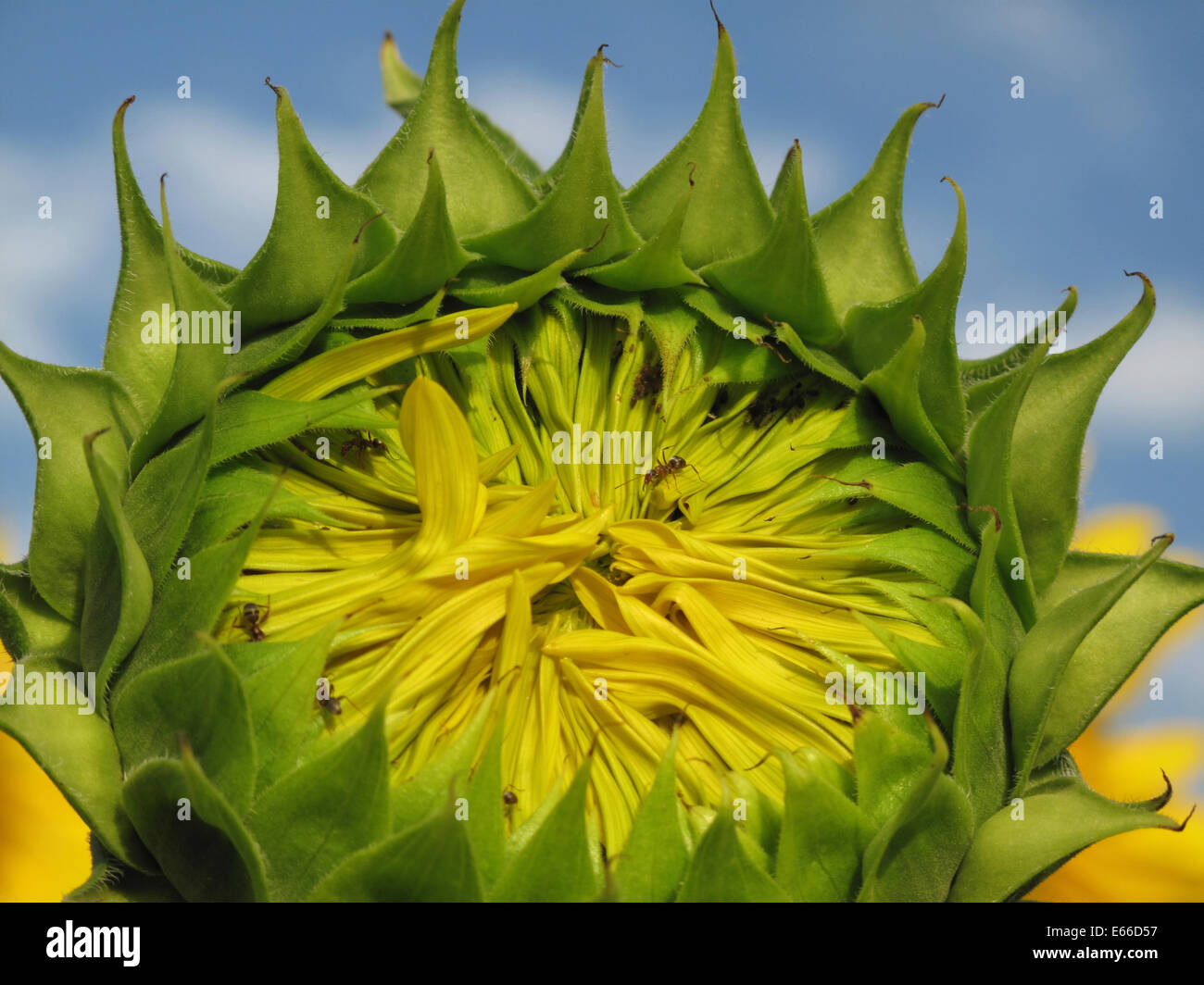 Les jeunes sur le champ de tournesol vert sur une journée ensoleillée et quelques fourmis Banque D'Images