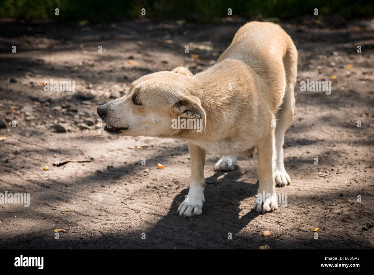 Pauvre petit chien seul dans une forêt Banque D'Images