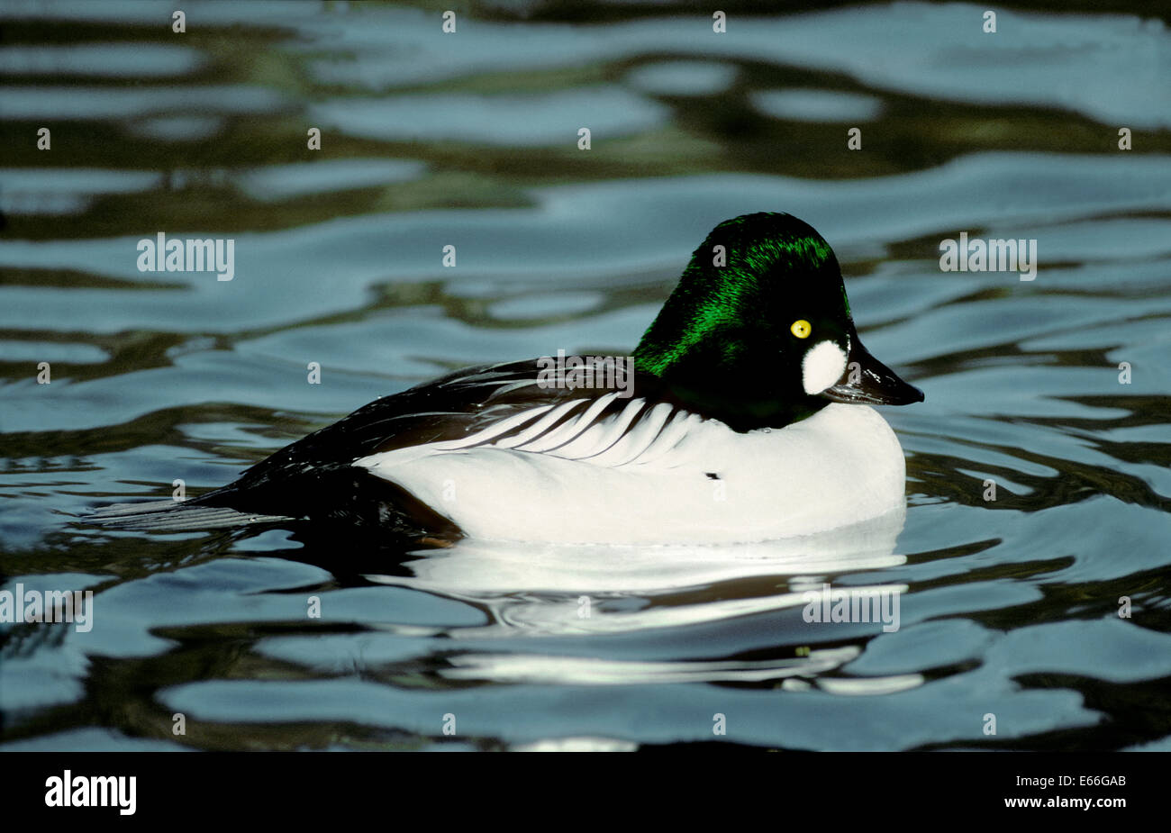 - Goldeneye Bucephala clangula - mâle Banque D'Images