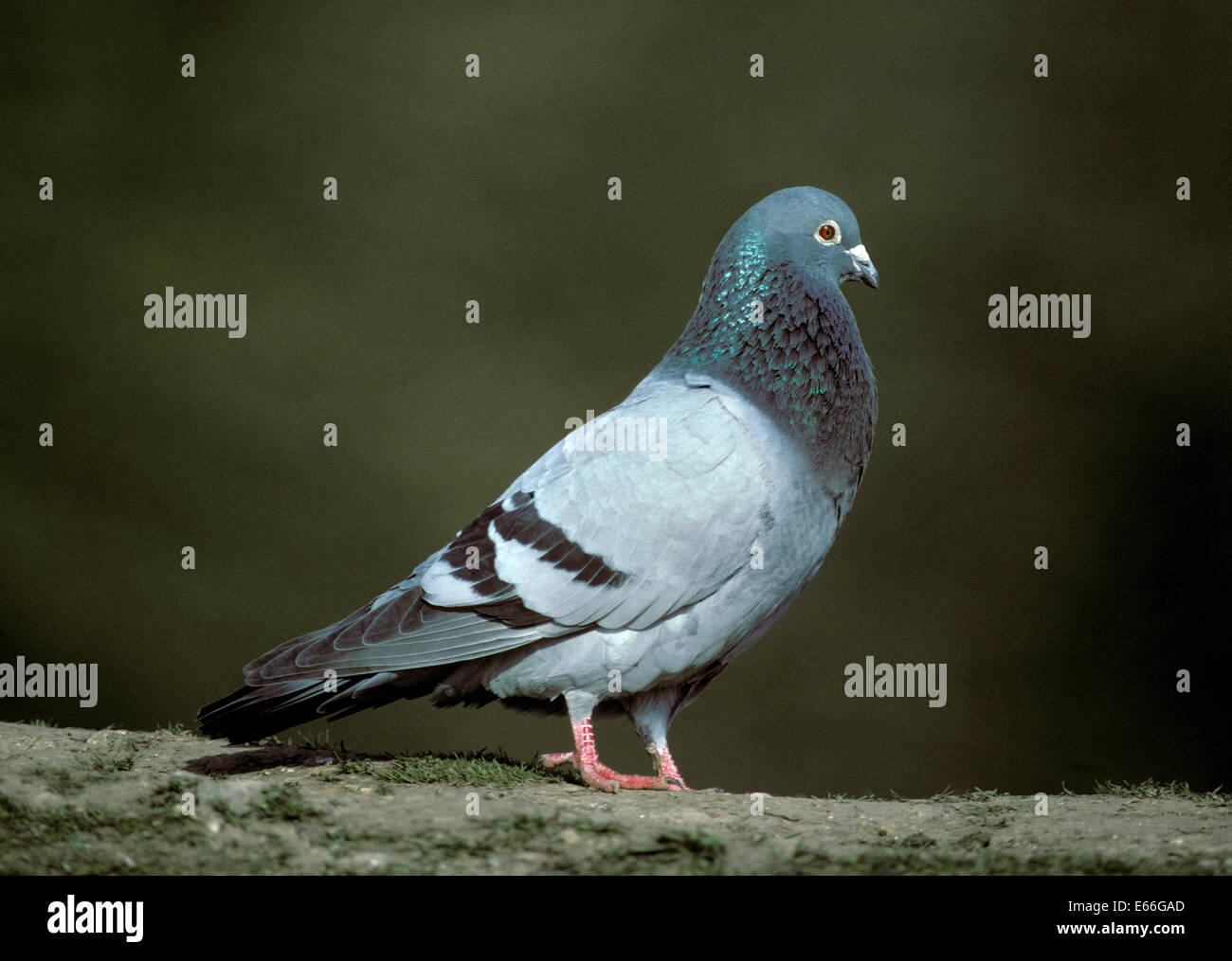 Pigeon ou le Pigeon biset Columba livia- Banque D'Images