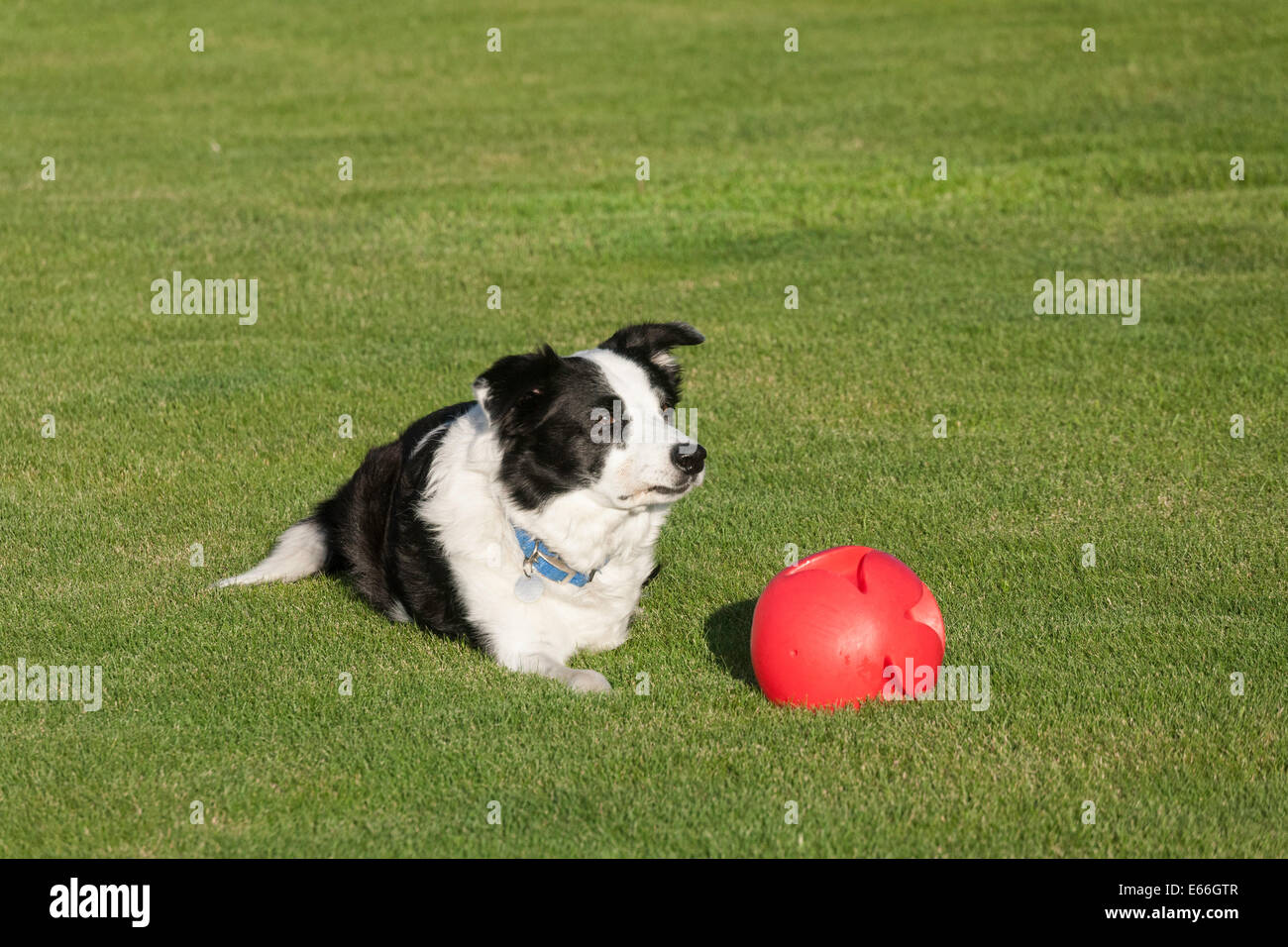 Chien Border Collie avec une boule rouge Banque D'Images