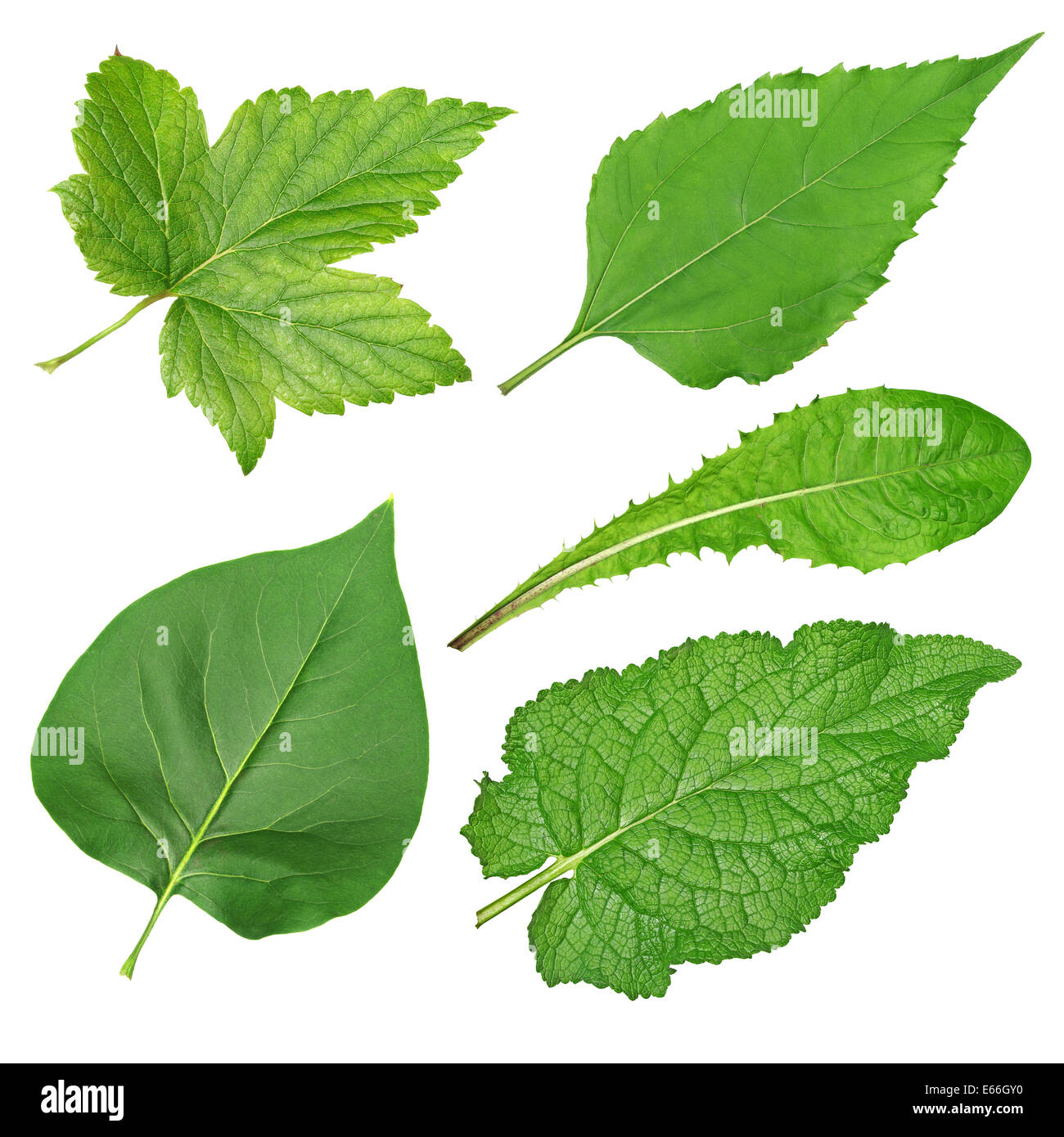 Ensemble de feuilles vert isolé sur fond blanc Banque D'Images