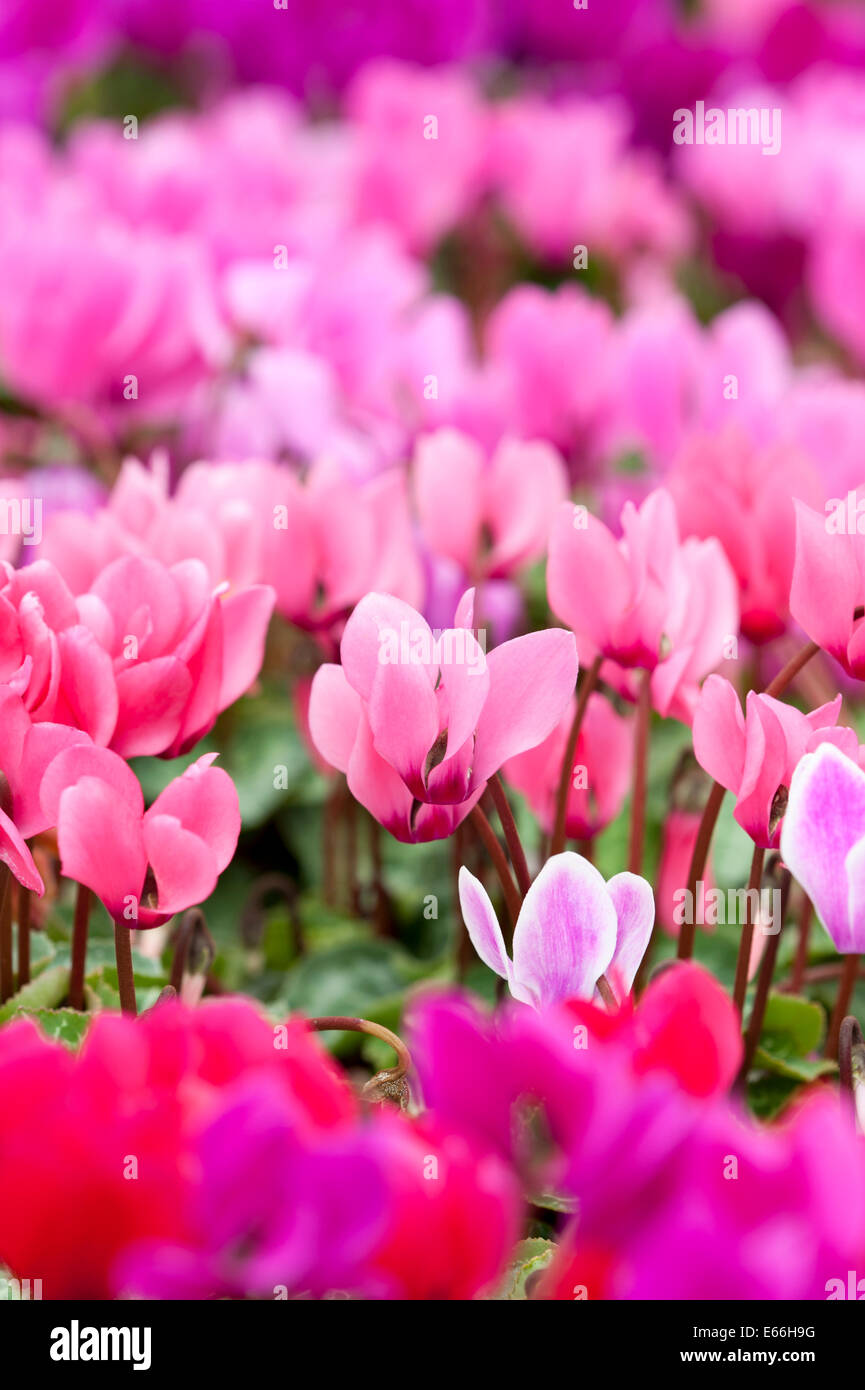 Cyclamen rose rouge fleur fleurs dérive magenta Banque D'Images