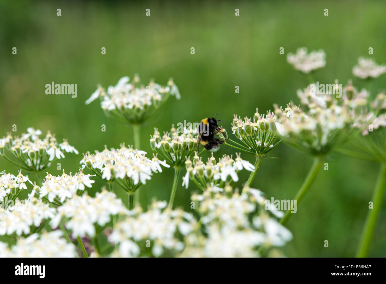 Bourdon sur cow parsley, Highland Perthshire, en Écosse. Banque D'Images
