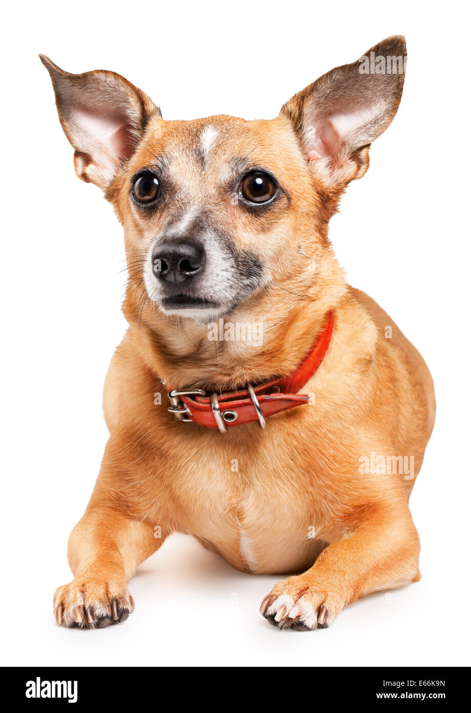 Fédération de toy terrier est un chien mini Banque D'Images