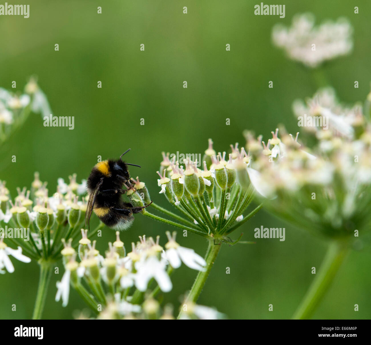 Bourdon sur cow parsley.Highland Perthshire, en Écosse. Banque D'Images