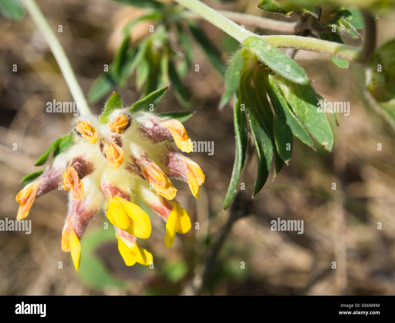 Anthyllis vulneraria, kidneyvetch commun, Close up du capitule et laisse, Oslo Norvège Banque D'Images