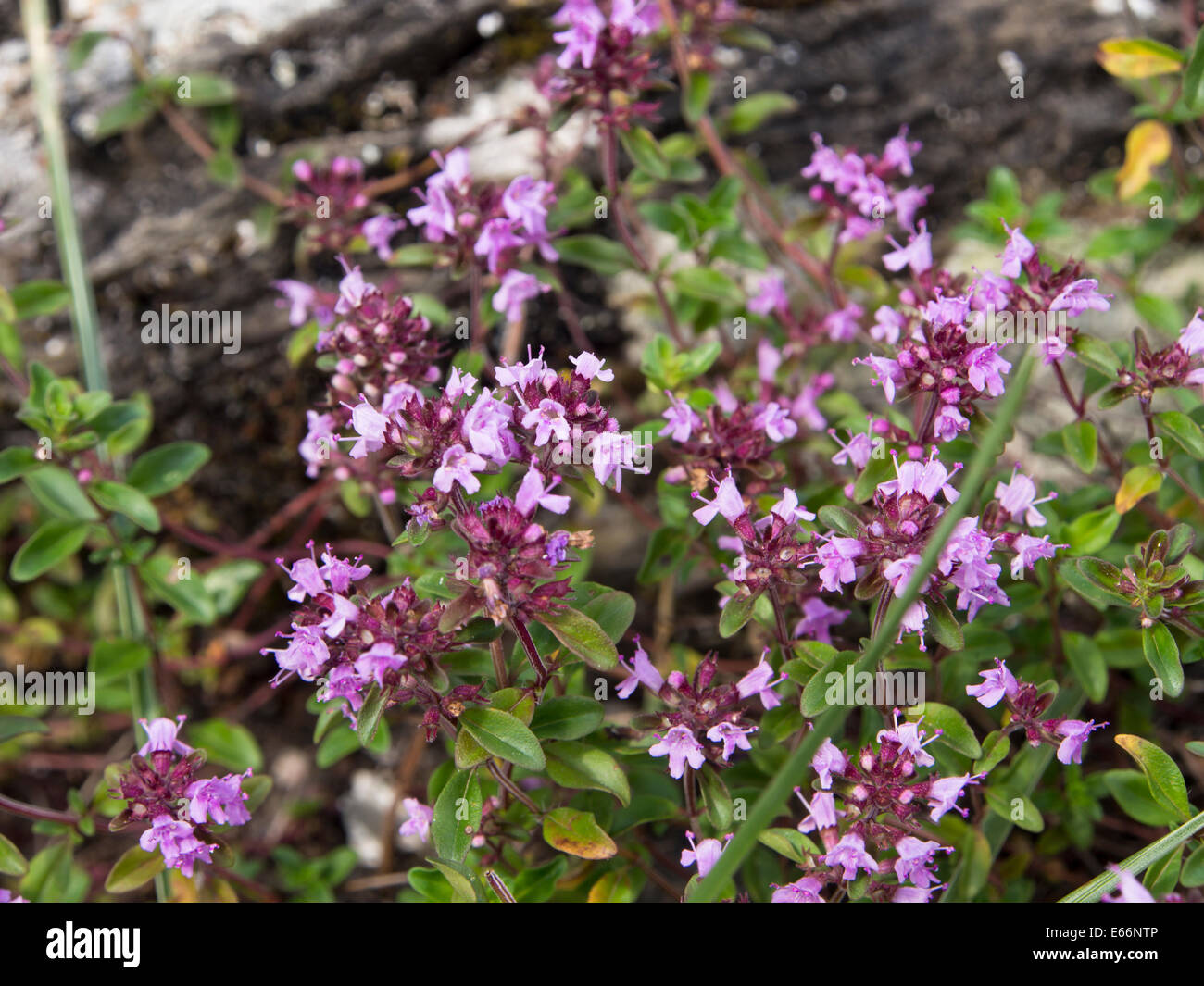 Thymus vulgaris fleurs violettes Banque de photographies et d'images à  haute résolution - Alamy