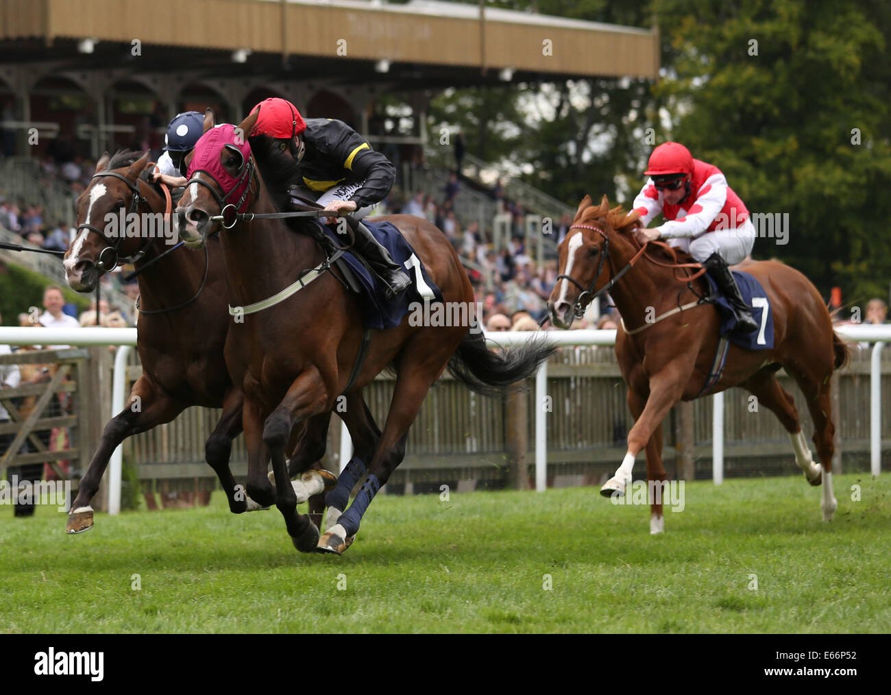 Newmarket, au Royaume-Uni. 16e Août, 2014. Meilleur de la Journée du sport. Robert Winston Double appel en vertu de la gagnante Merci Qatar Racing Marathoniens Handicap Stakes. Credit : Action Plus Sport/Alamy Live News Banque D'Images