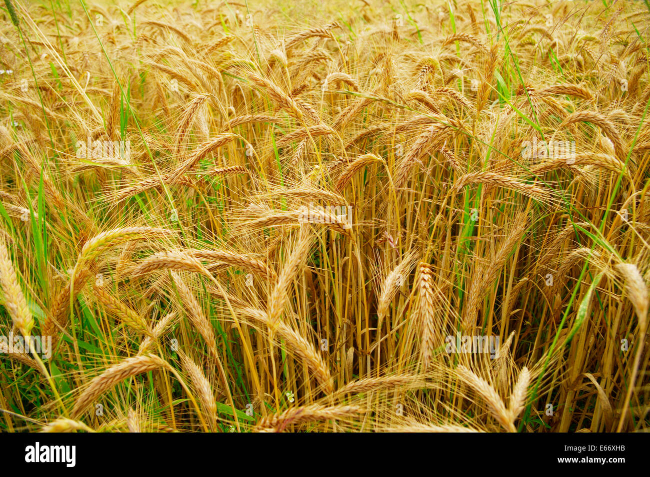 Oreilles de grain close-up. Triticale, un hybride de blé et de seigle poussant sur un terrain. Banque D'Images