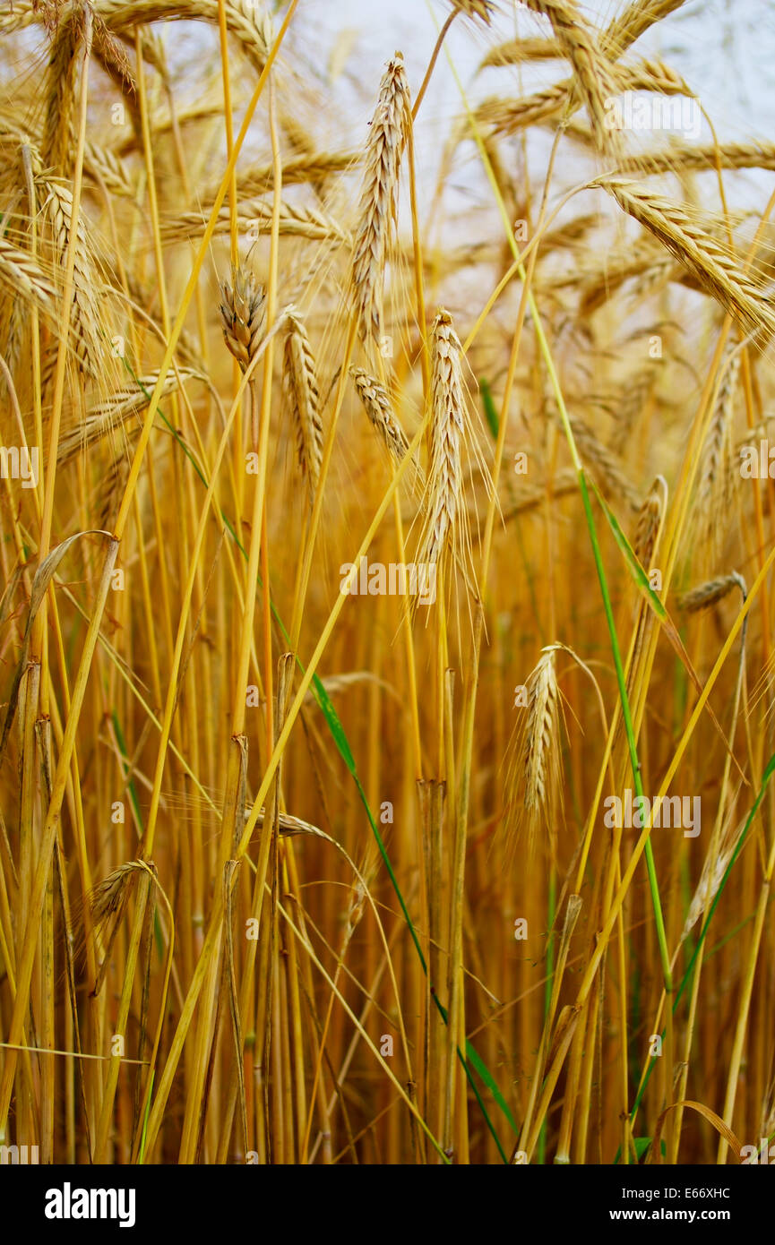 Oreilles de grain close-up. Triticale, un hybride de blé et de seigle poussant sur un terrain. Banque D'Images
