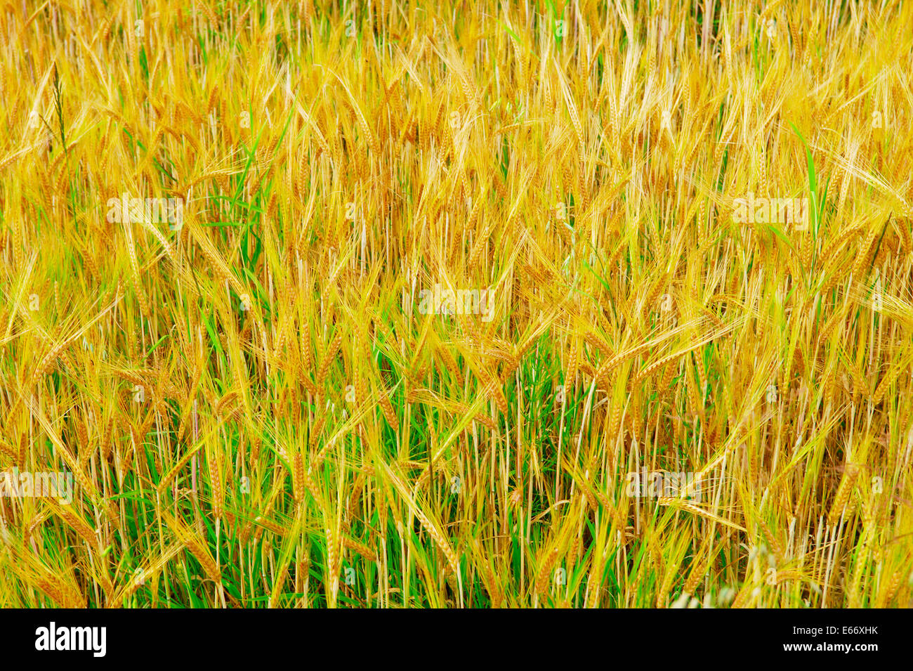 Des épis de céréales. Triticale, un hybride de blé et de seigle poussant sur un terrain. Banque D'Images
