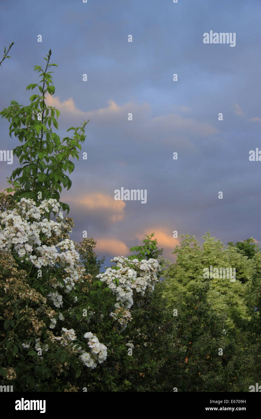 Soleil du soir nuages fleurs de jardin en soir prise dans mon jardin plein sud à Beverley, East Yorkshire, Angleterre Banque D'Images