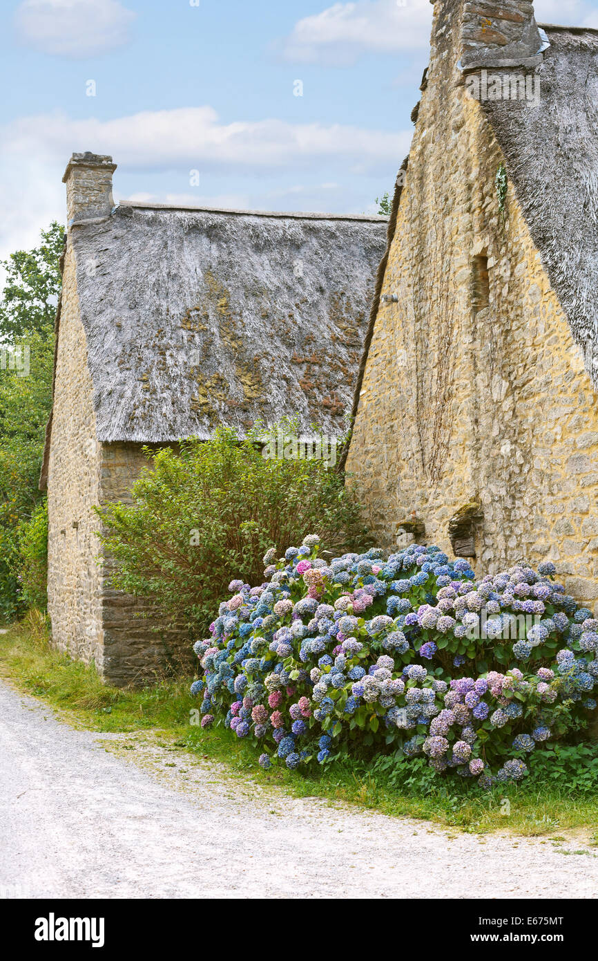 L'hydrangea flowers près de vieille maisons typique breton en France, dans le village de Breca, Parc Naturel Régional de Brière Banque D'Images