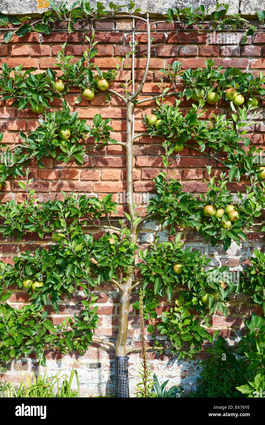 Pommiers étant formés de ventilateur ou l'espalier le long d'un mur en brique de style Banque D'Images