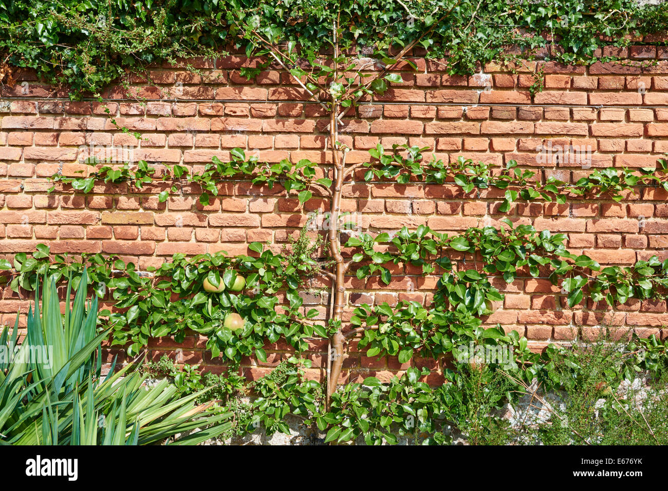 Pommiers étant formés de ventilateur ou l'espalier le long d'un mur en brique de style Banque D'Images