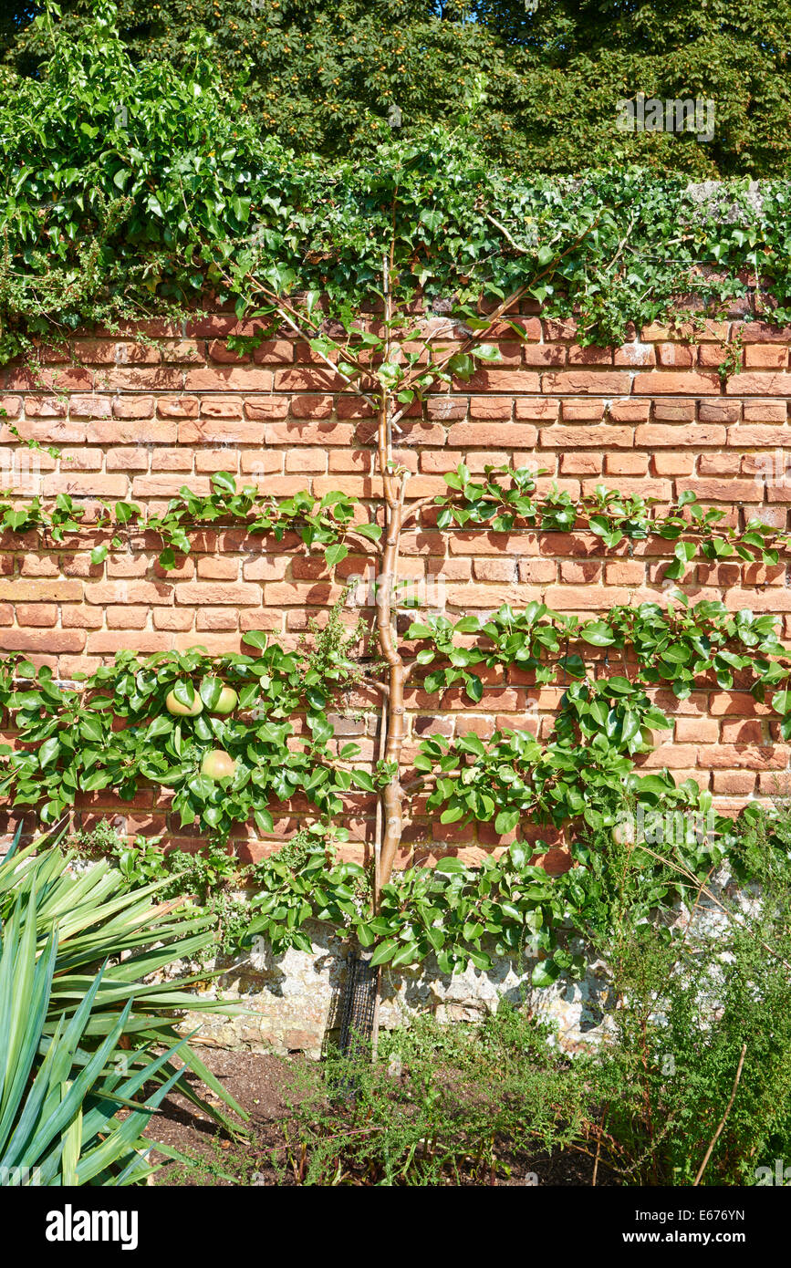 Pommiers étant formés de ventilateur ou l'espalier le long d'un mur en brique de style Banque D'Images