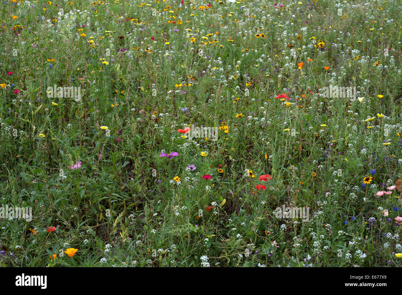 Hackney - London Champs. Wild Flower meadow Banque D'Images