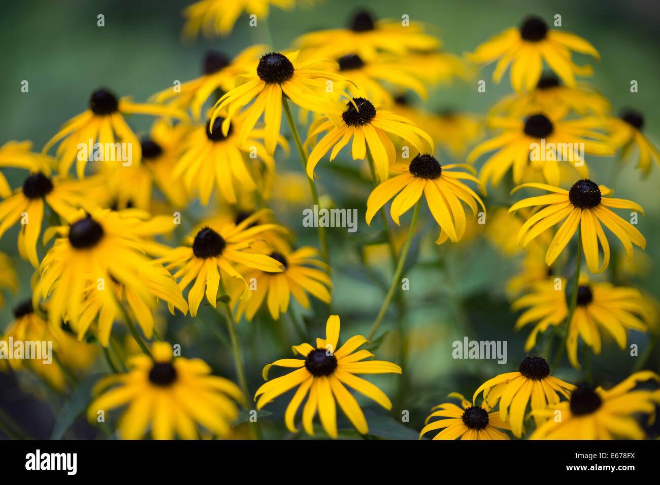 Rudbeckia fulgida blooming fleurs jaune Banque D'Images