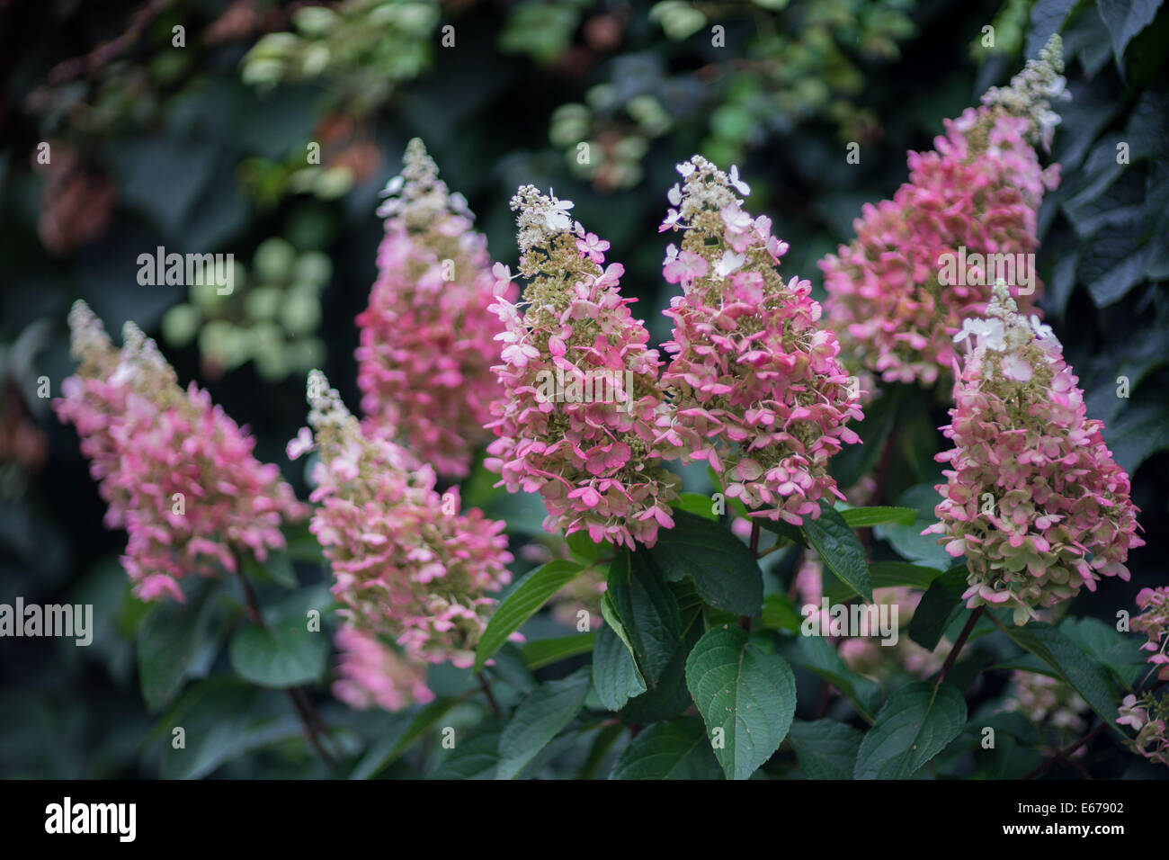 Hortensia blanc et rose blossom Banque D'Images