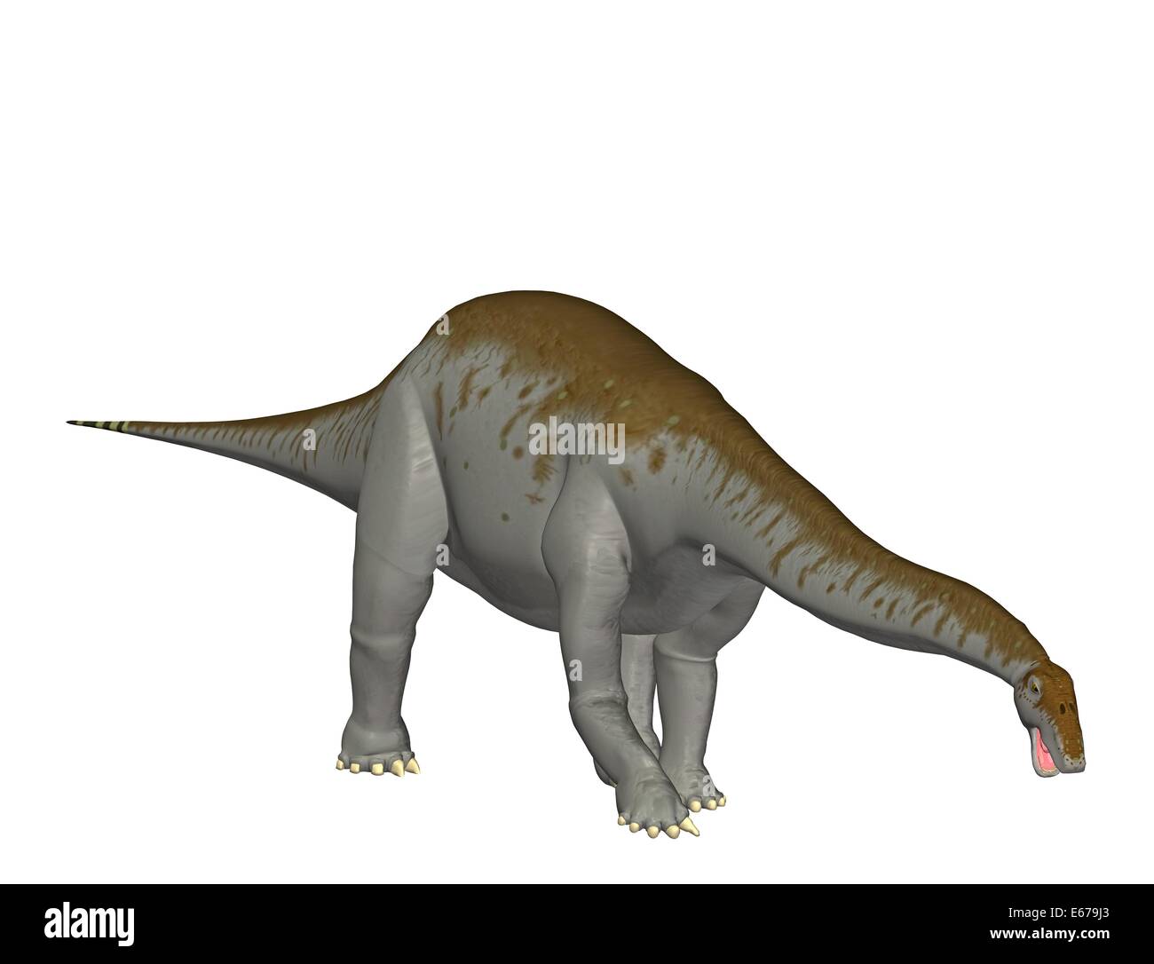 L'Apatosaurus Apatosaurus dinosaure Dinosaurier / Banque D'Images