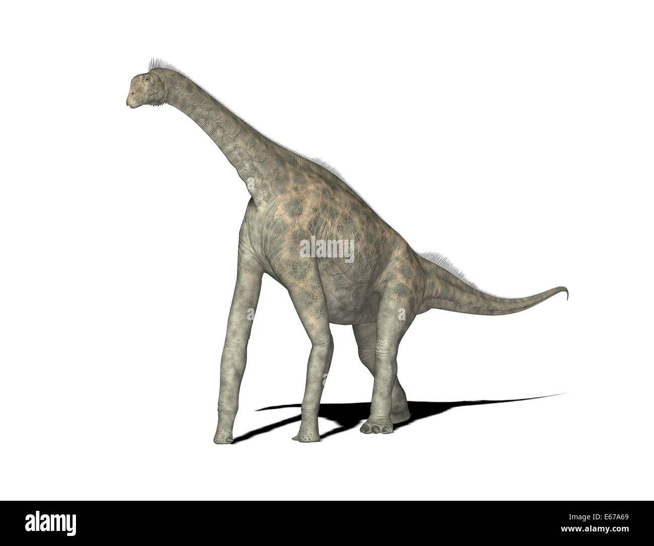 Dinosaur Dinosaurier Atlasaurus / Atlasaurus Photo Stock - Alamy
