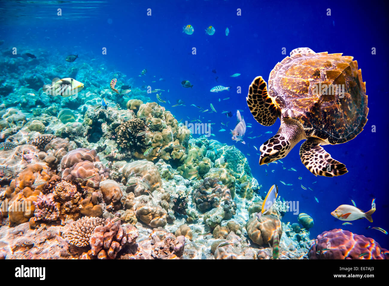 - La tortue imbriquée Eretmochelys imbricata flotte sous l'eau. Les récifs coralliens de l'océan Indien aux Maldives. Banque D'Images