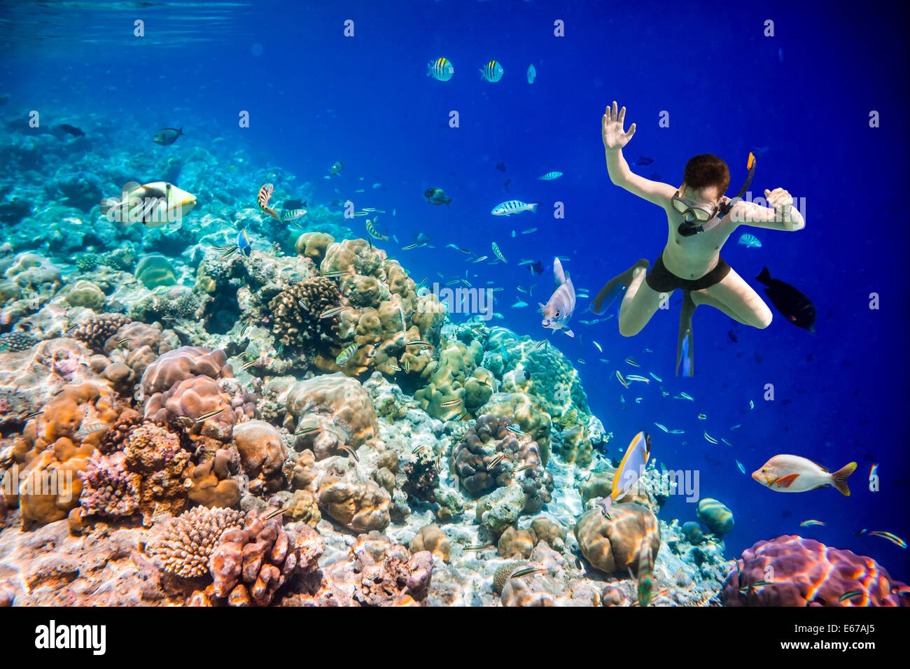 Snorkeler diving le long de la barrière de cerveau. Les récifs coralliens de l'océan Indien aux Maldives. Banque D'Images