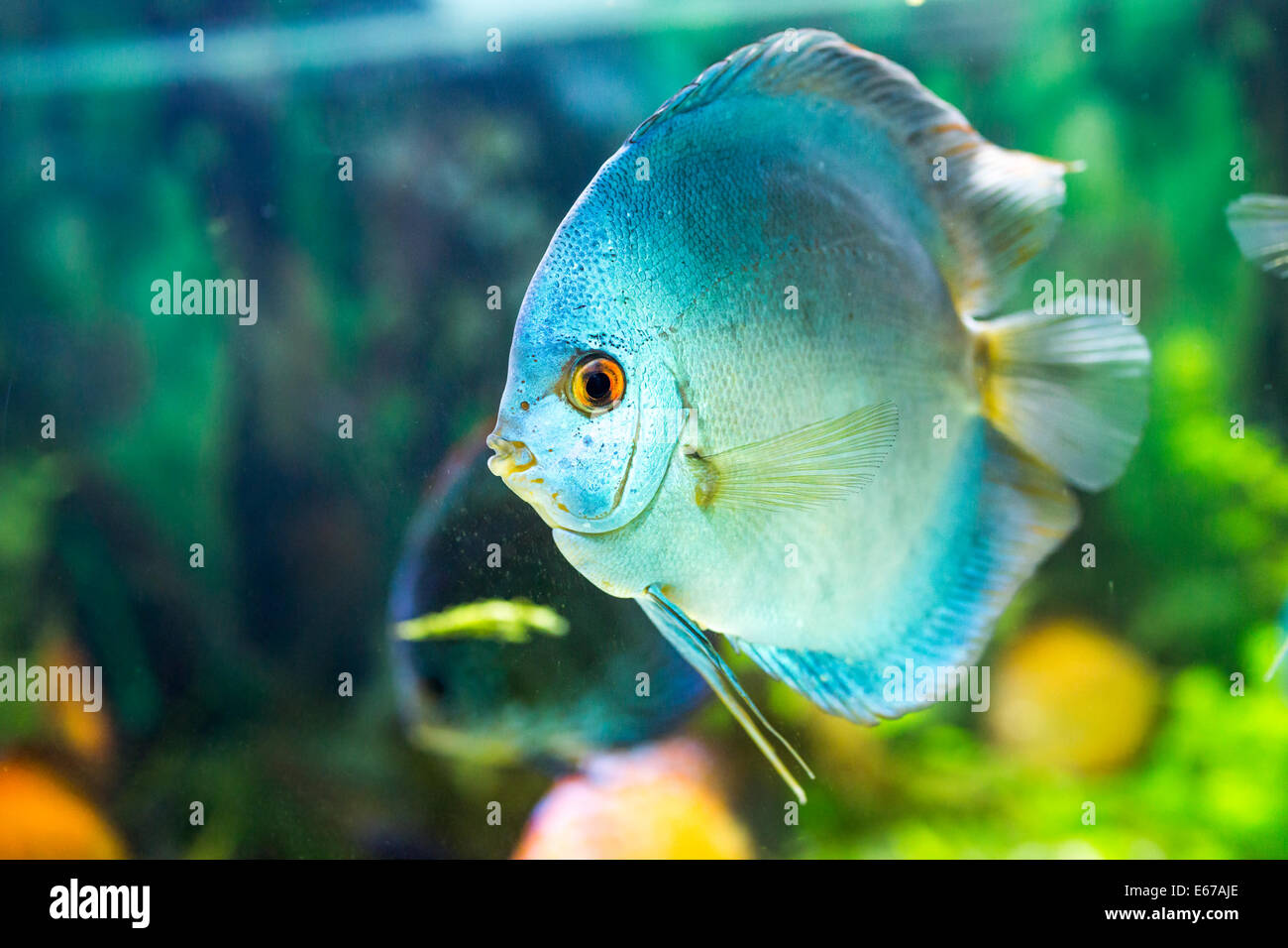 Symphysodon discus dans un aquarium sur un fond vert Banque D'Images