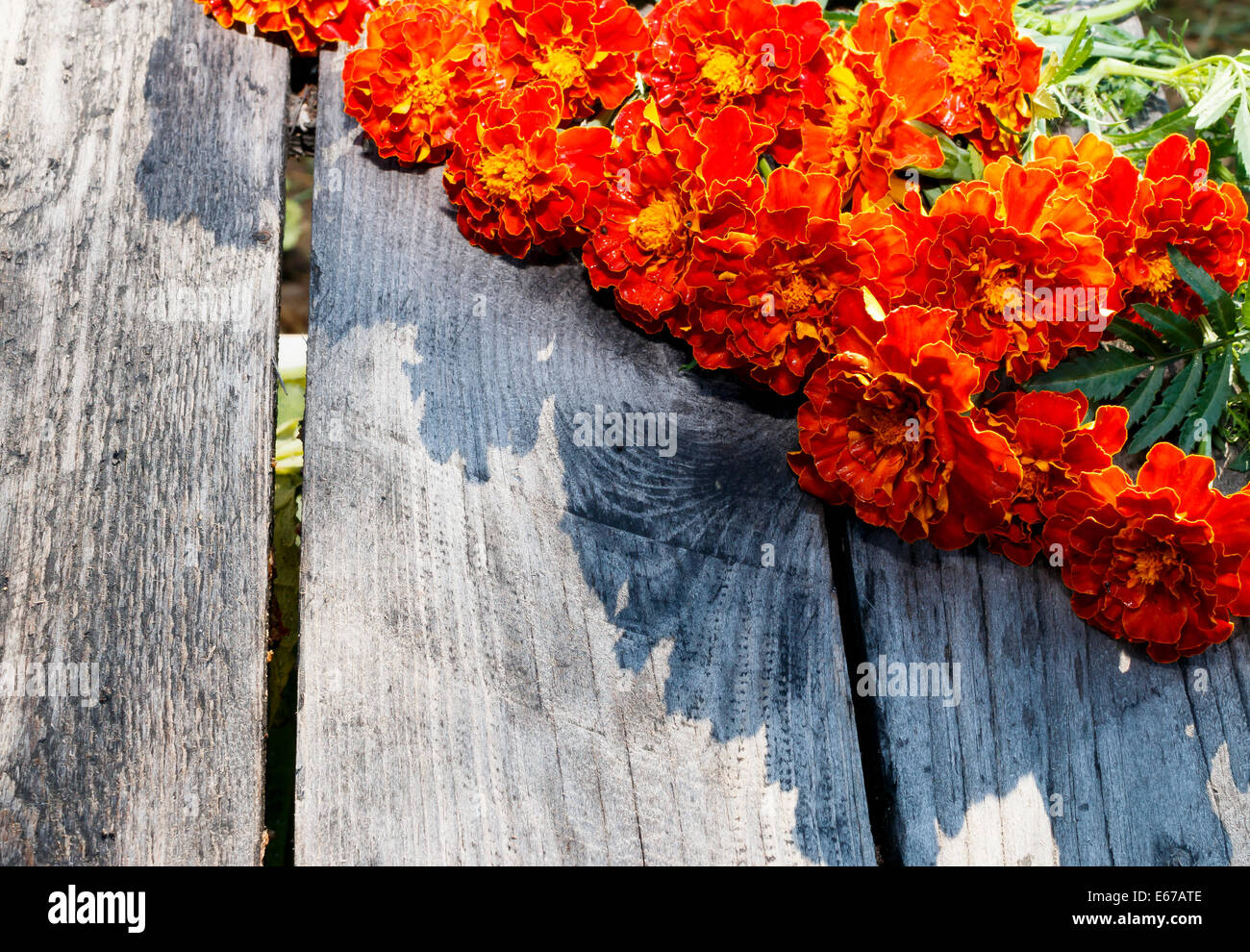Marigold fleurs et feuilles sur un bureau ou une table en bois Banque D'Images