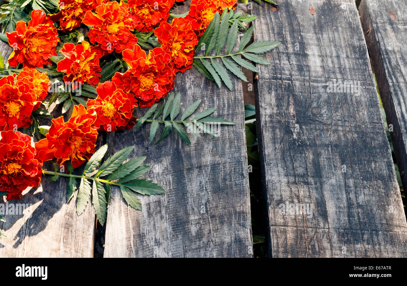 Marigold fleurs et feuilles sur un bureau ou une table en bois Banque D'Images