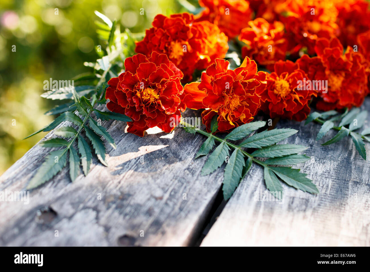 Marigold fleurs et feuilles sur un bureau ou une table en bois Banque D'Images