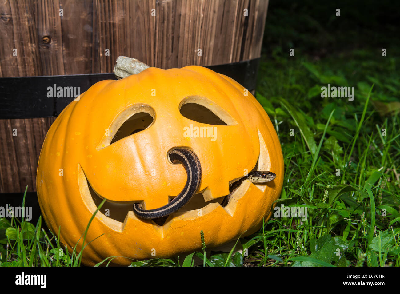 Citrouille Halloween creepy Banque D'Images