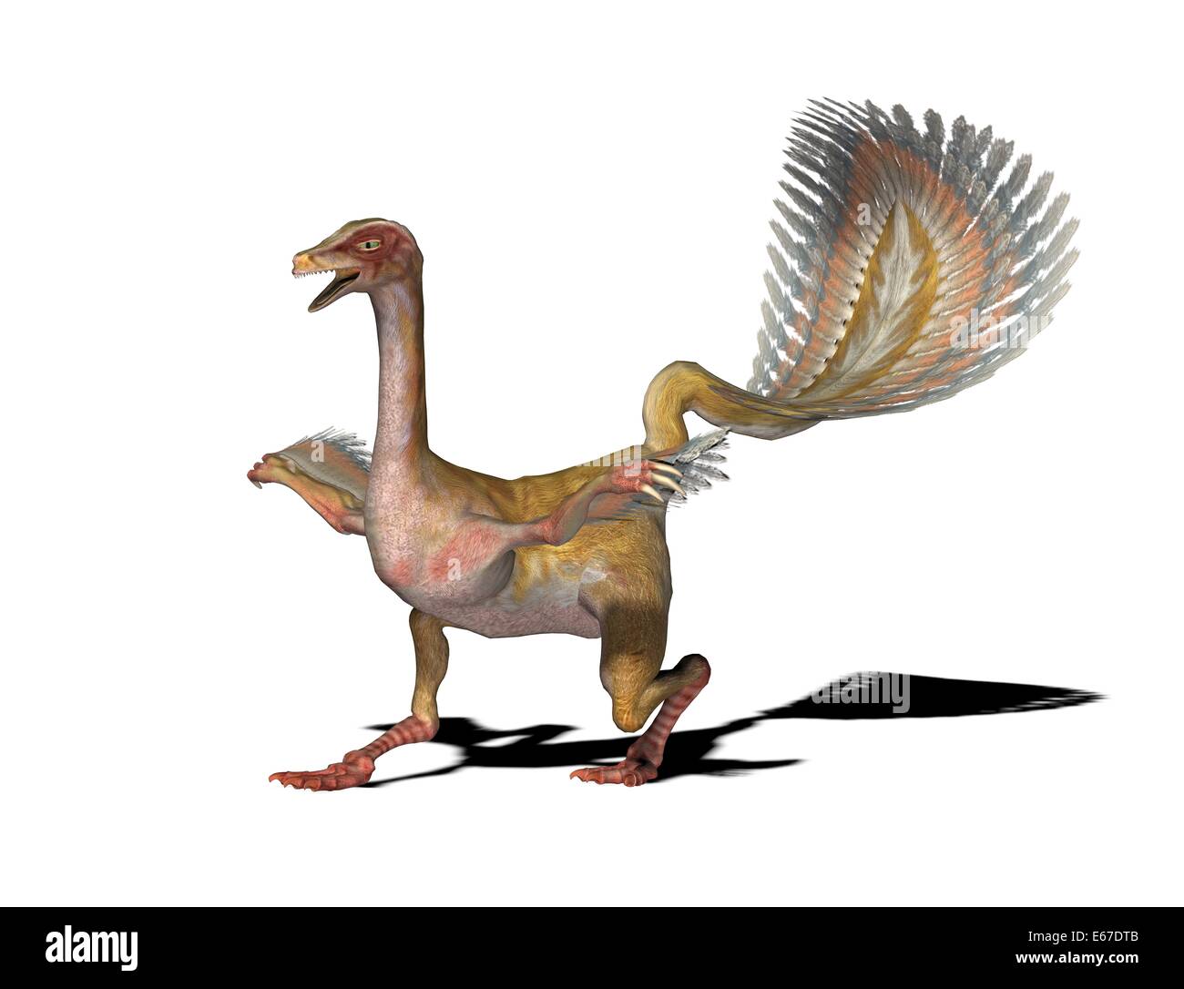 Dinosaure Caudipteryx Dinosaurier Caudipteryx / Banque D'Images