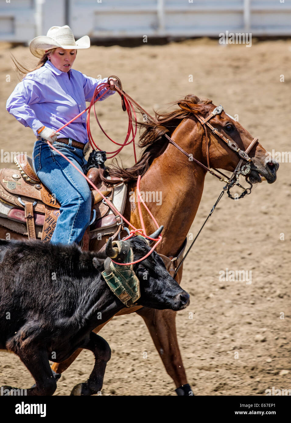 Cowgirl à cheval en concurrence dans le dispositif de retenue de l'événement au lasso, Chaffee County Fair & Rodeo Banque D'Images
