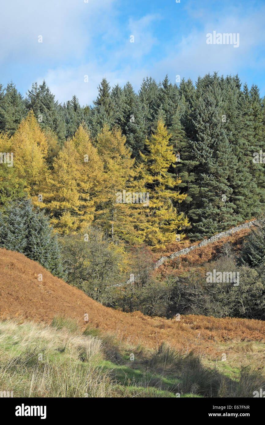 Le mélèze et l'épicéa de sitka vu sur bracken en automne, forêt de kielder, Northumberland, England, UK. Banque D'Images