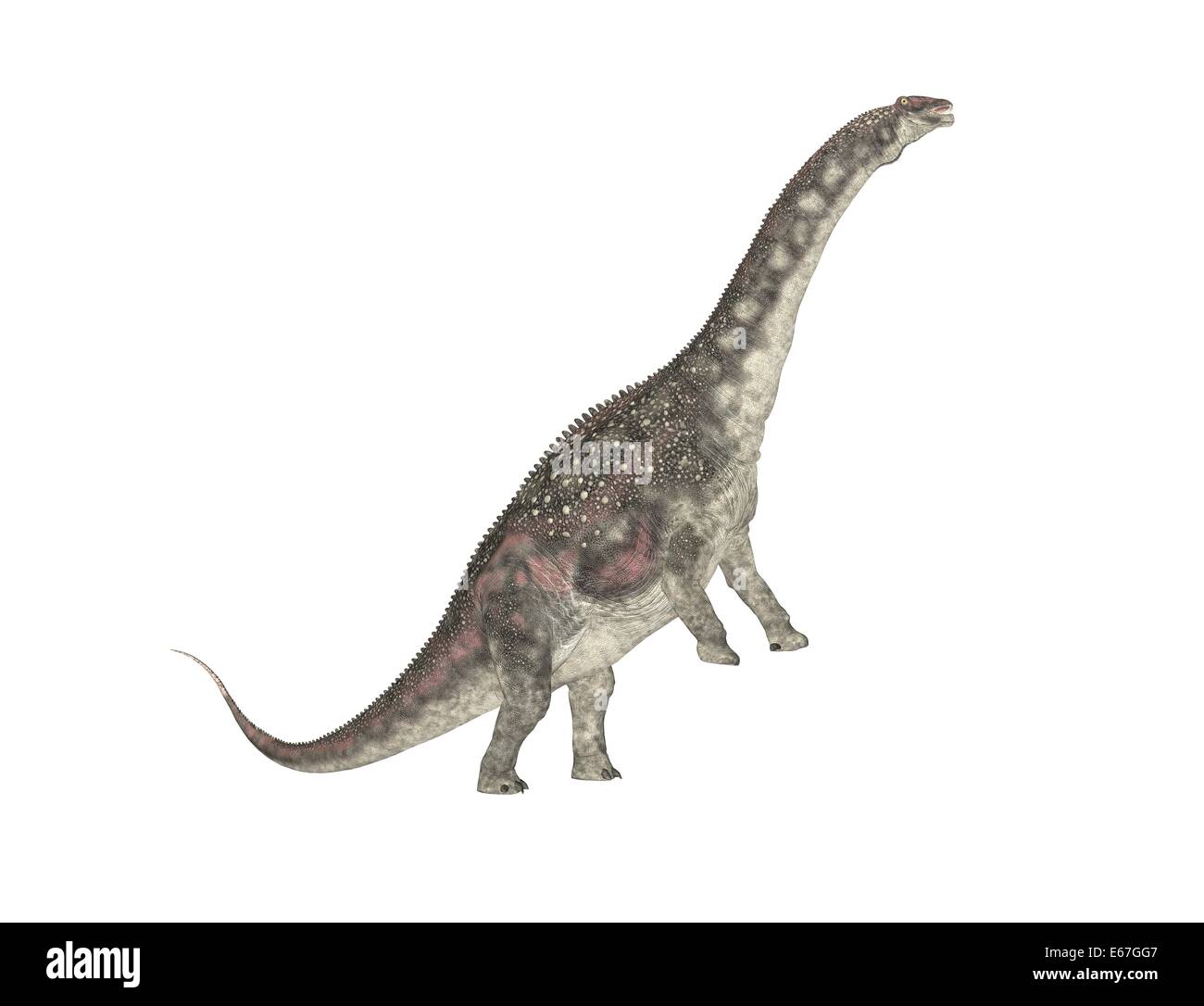 Diamantinasaurus Diamantinasaurus dinosaur Dinosaurier / Banque D'Images