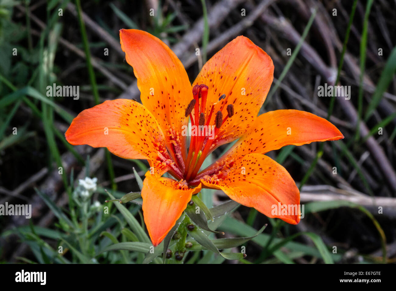 Belle fleur de lys feu libre Photo Stock - Alamy
